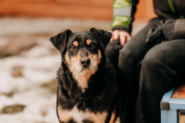 Pies do adopcji, Czartki, 7 lutego 2026 (5/5)