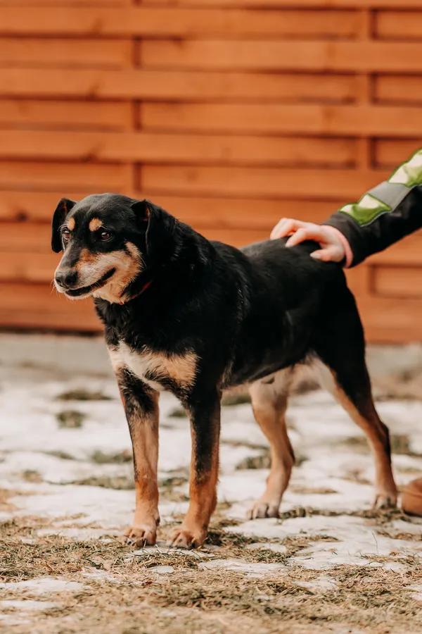 Pies do adopcji, Czartki, 7 lutego 2026 (1/5)