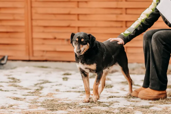 Pies do adopcji, Czartki, 7 lutego 2026 (2/5)