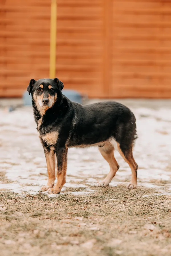 Pies do adopcji, Czartki, 7 lutego 2026 (4/5)