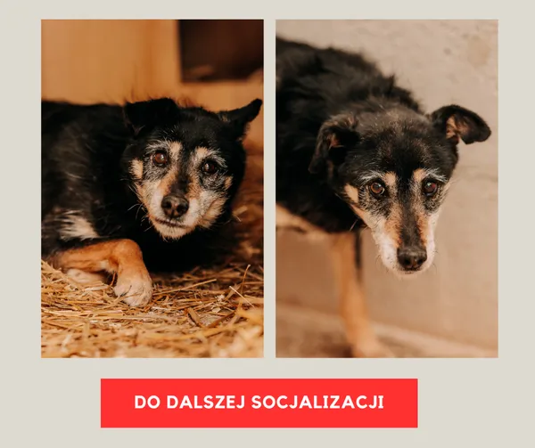 Pies do adopcji, Czartki, 7 lutego 2026