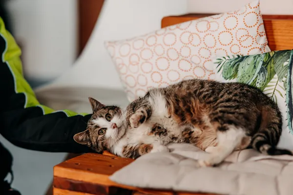 Kot do adopcji, Czartki, 7 lutego 2026 (3/5)