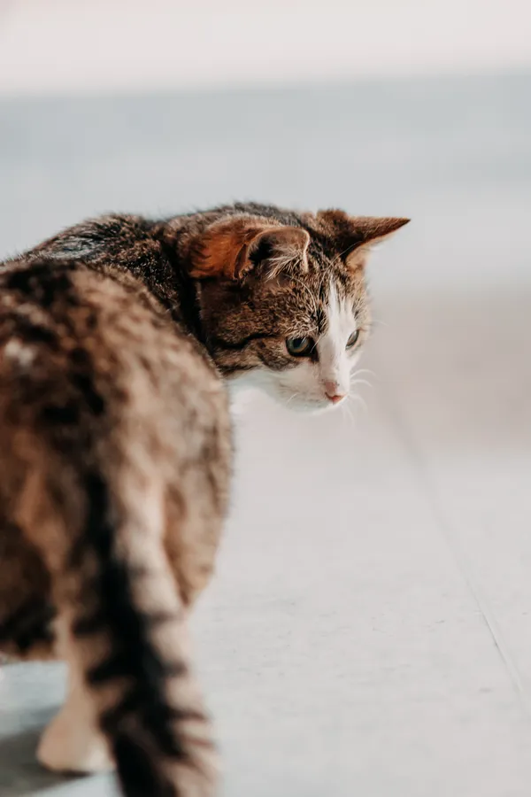 Kot do adopcji, Czartki, 7 lutego 2026 (5/5)