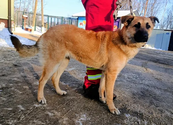 Znaleziono psa, Pieckowo, 5 lutego 2026 (2/3)