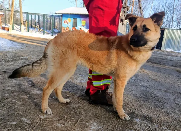 Znaleziono psa, Pieckowo, 5 lutego 2026 (3/3)