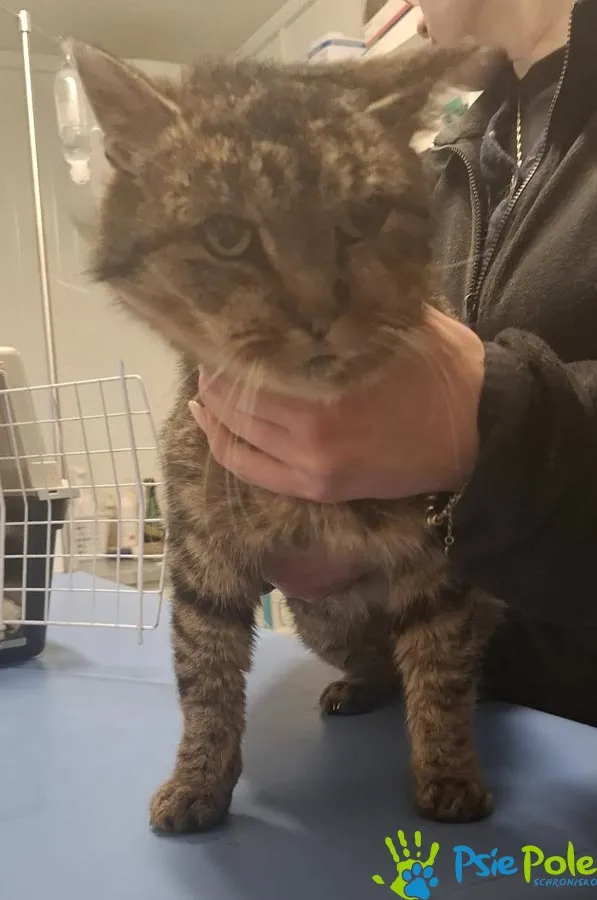 Znaleziono kota, Racławice, 5 lutego 2026 (1/2)