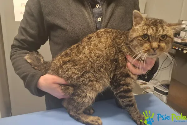 Znaleziono kota, Racławice, 5 lutego 2026 (2/2)