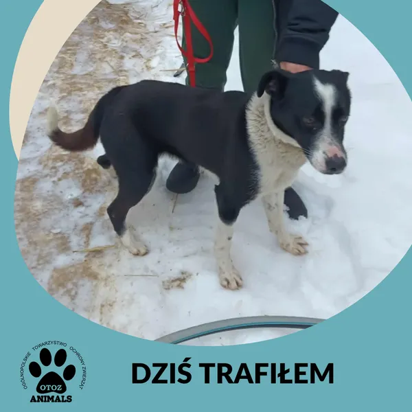 Znaleziono psa, Dąbrówka, 5 lutego 2026