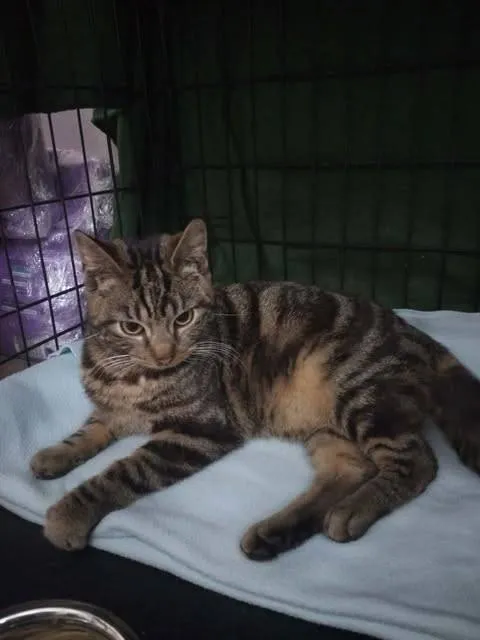 Znaleziono kota, Grudziądz, 7 lutego 2026