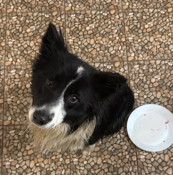 Znaleziono psa, Szczawnica, 8 lutego 2026 (1/2)