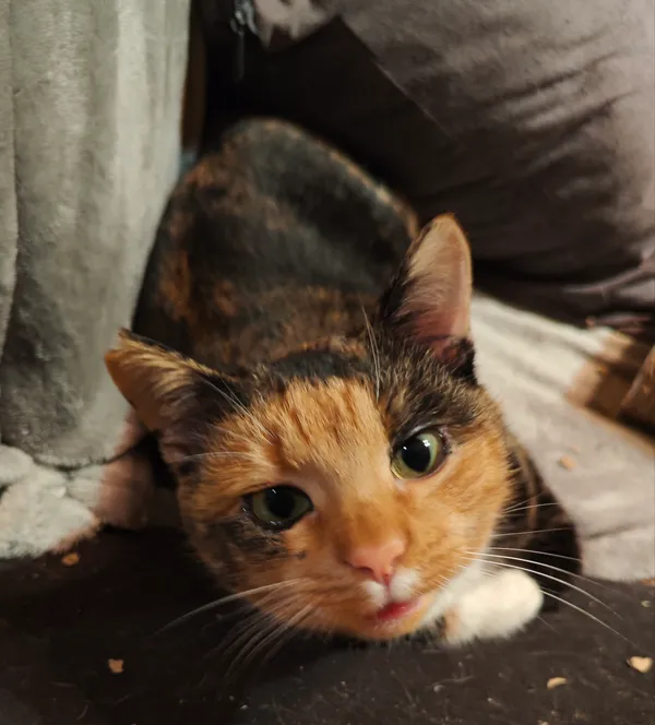 Zaginął kot, Dąbrowa Górnicza, Łosień, 8 lutego 2026 (1/3)