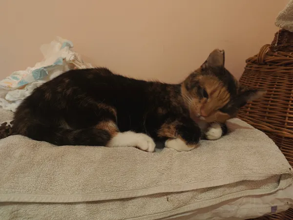 Zaginął kot, Dąbrowa Górnicza, Łosień, 8 lutego 2026 (2/3)