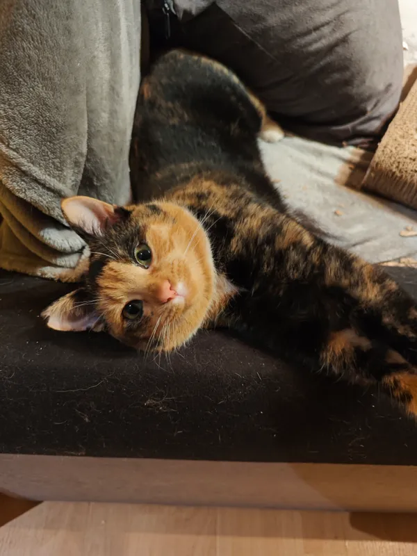 Zaginął kot, Dąbrowa Górnicza, Łosień, 8 lutego 2026 (3/3)