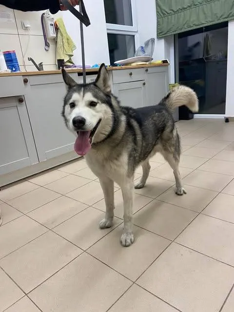 Znaleziono psa, Grudziądz, 7 lutego 2026