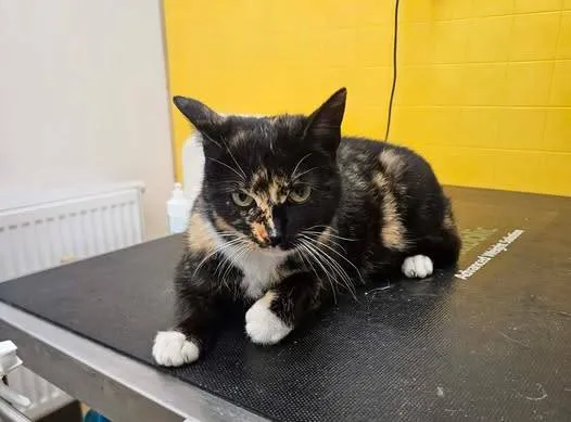 Znaleziono kota, Grudziądz, 7 lutego 2026