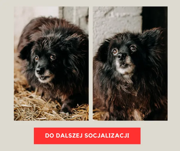 Pies do adopcji, Czartki, 8 lutego 2026