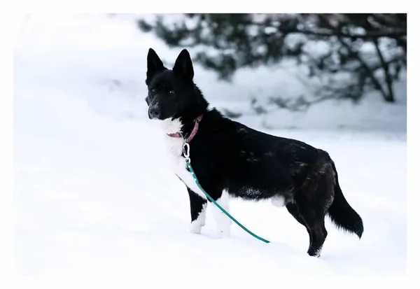 Pies do adopcji, Milanówek, 8 lutego 2026 (2/5)