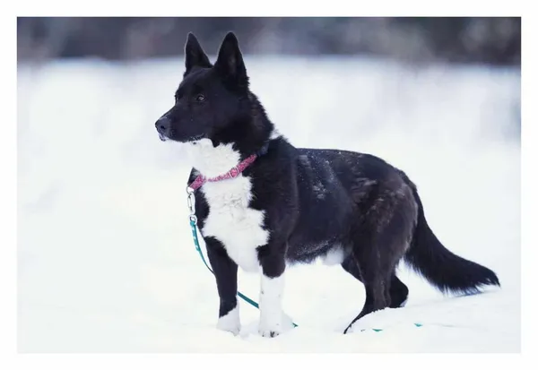 Pies do adopcji, Milanówek, 8 lutego 2026 (3/5)