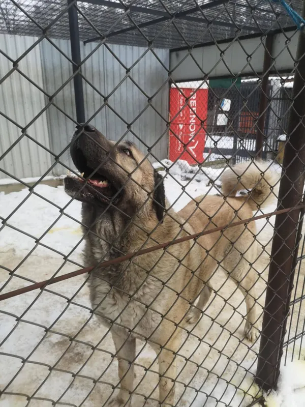 Pies do adopcji, Milanówek, 8 lutego 2026 (1/3)