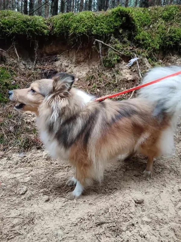 Zaginął pies, Łódź, Łagiewniki, 8 lutego 2026