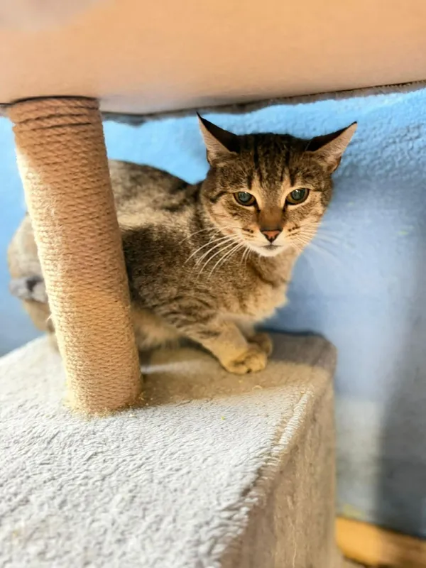 Kot do adopcji, Głowno, 8 lutego 2026 (3/3)