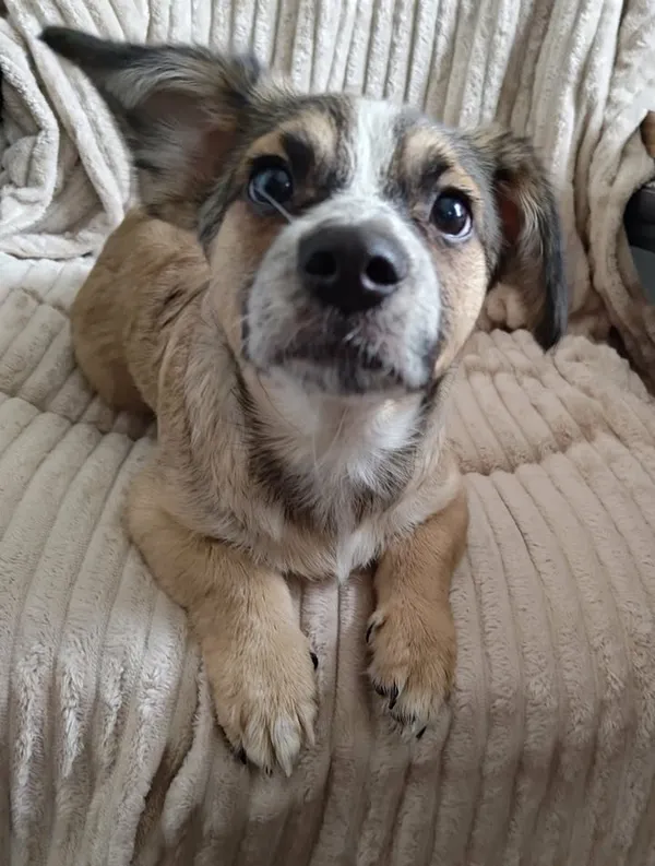 Znaleziono psa, Lublin, 7 lutego 2026