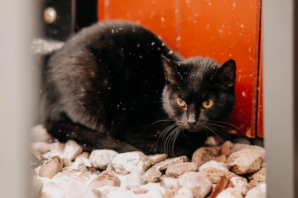 Kot do adopcji, Czartki, 8 lutego 2026 (1/4)