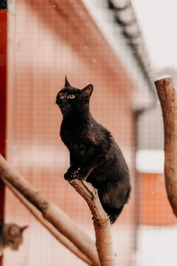 Kot do adopcji, Czartki, 8 lutego 2026 (3/4)