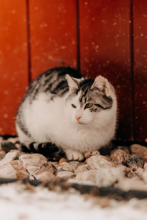 Kot do adopcji, Czartki, 8 lutego 2026 (2/4)