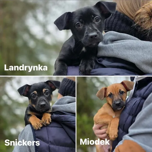 Pies do adopcji, Radom, 13 lutego 2026 (1/5)