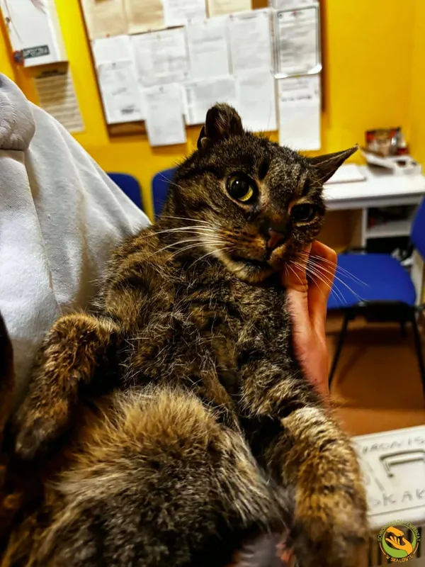 Znaleziono kota, Skałowo, 9 lutego 2026 (2/2)