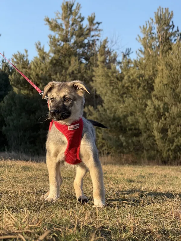 Pies do adopcji, Pieczyska, 9 lutego 2026 (3/5)