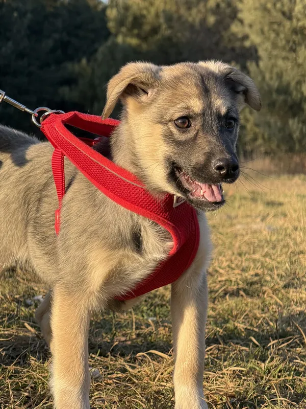 Pies do adopcji, Pieczyska, 9 lutego 2026 (4/5)