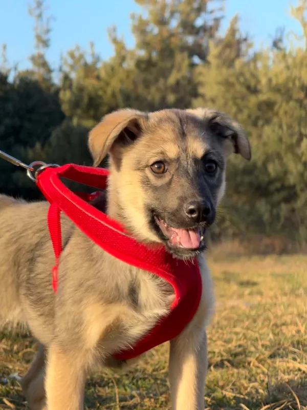 Pies do adopcji, Pieczyska, 9 lutego 2026 (5/5)