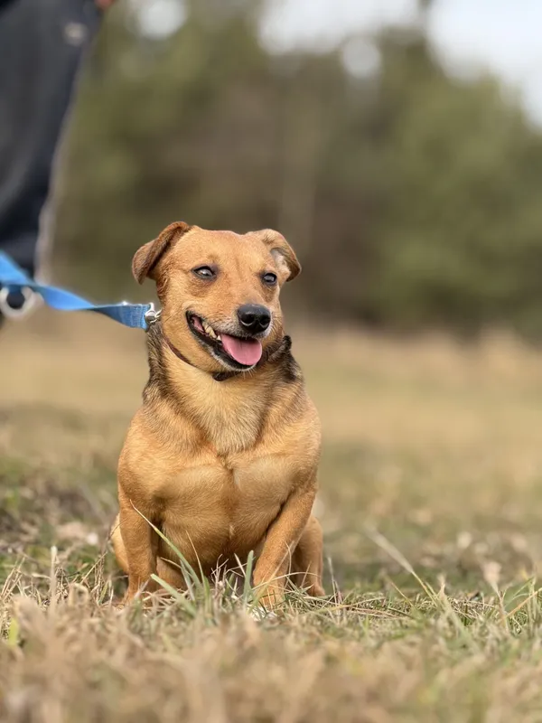 Pies do adopcji, Pieczyska, 9 lutego 2026 (5/5)