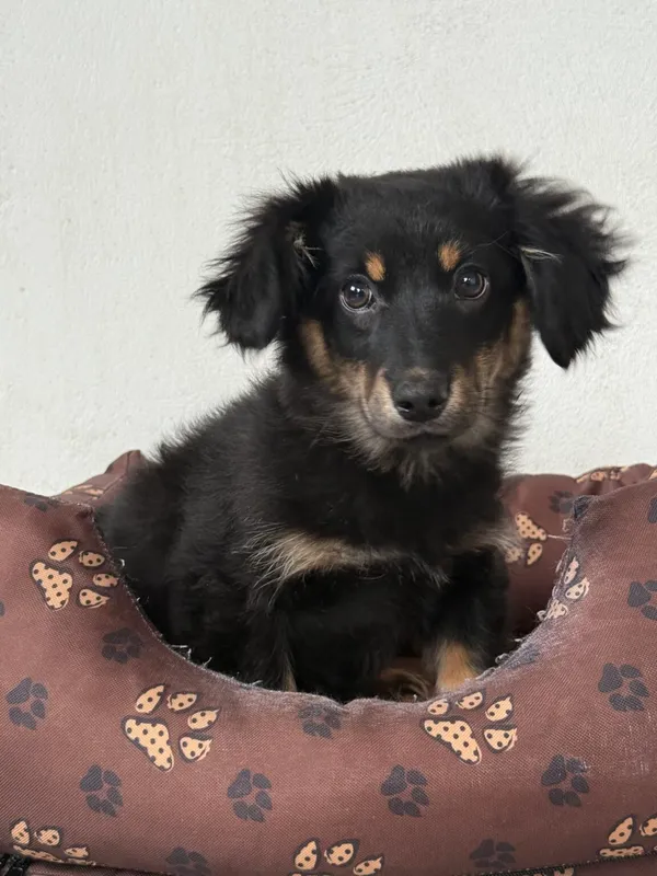 Pies do adopcji, Pieczyska, 9 lutego 2026 (3/5)