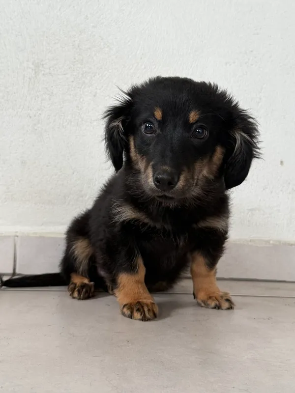 Pies do adopcji, Pieczyska, 9 lutego 2026 (4/5)