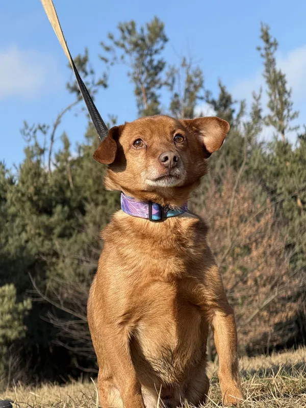 Pies do adopcji, Pieczyska, 9 lutego 2026 (2/5)