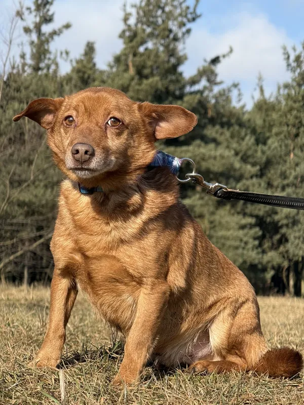 Pies do adopcji, Pieczyska, 9 lutego 2026 (3/5)