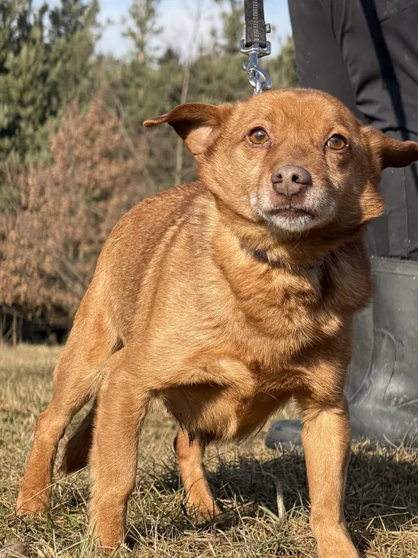 Pies do adopcji, Pieczyska, 9 lutego 2026 (4/5)