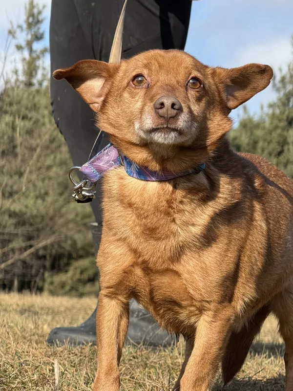 Pies do adopcji, Pieczyska, 9 lutego 2026 (5/5)