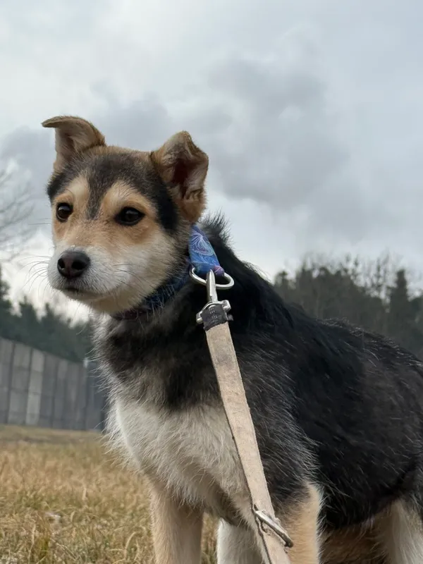 Pies do adopcji, Pieczyska, 9 lutego 2026 (4/5)