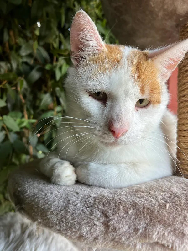 Kot do adopcji, Pieczyska, 9 lutego 2026 (3/5)