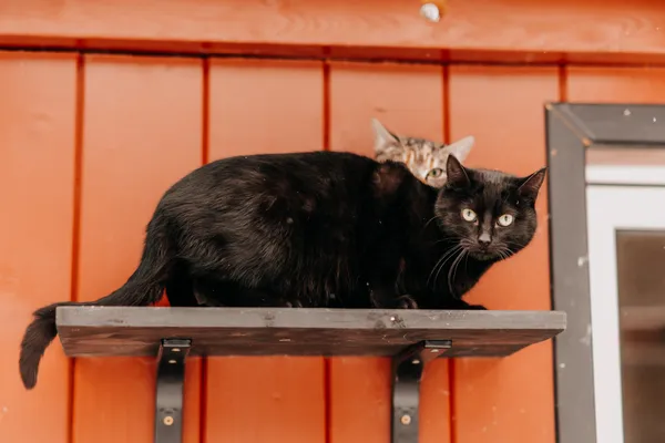 Kot do adopcji, Czartki, 9 lutego 2026 (1/5)