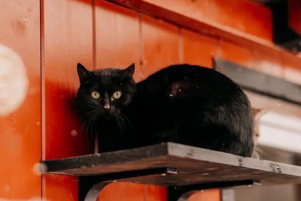 Kot do adopcji, Czartki, 9 lutego 2026 (2/5)