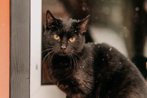 Kot do adopcji, Czartki, 9 lutego 2026 (5/5)