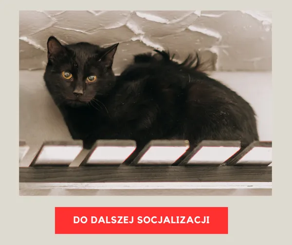 Kot do adopcji, Czartki, 9 lutego 2026