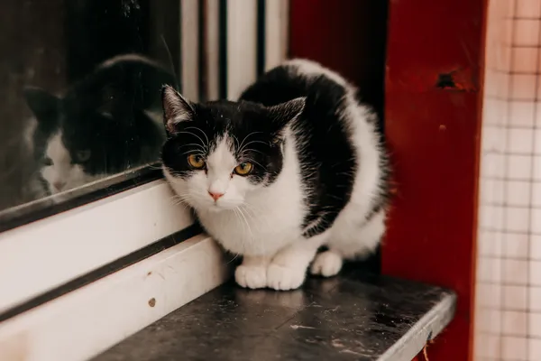 Kot do adopcji, Czartki, 9 lutego 2026 (2/2)