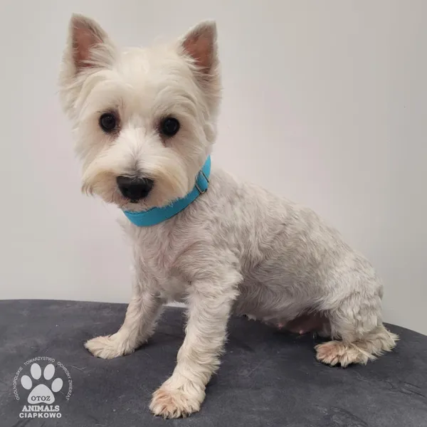 Pies do adopcji, Gdynia, 9 lutego 2026 (3/5)