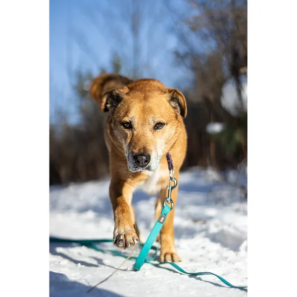 Znaleziono psa, Białystok, 6 grudnia 2025 (1/5)